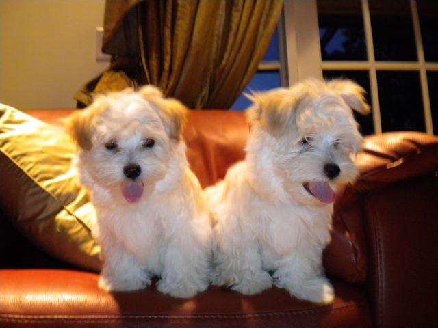 5 Paw Pets Delray Beach