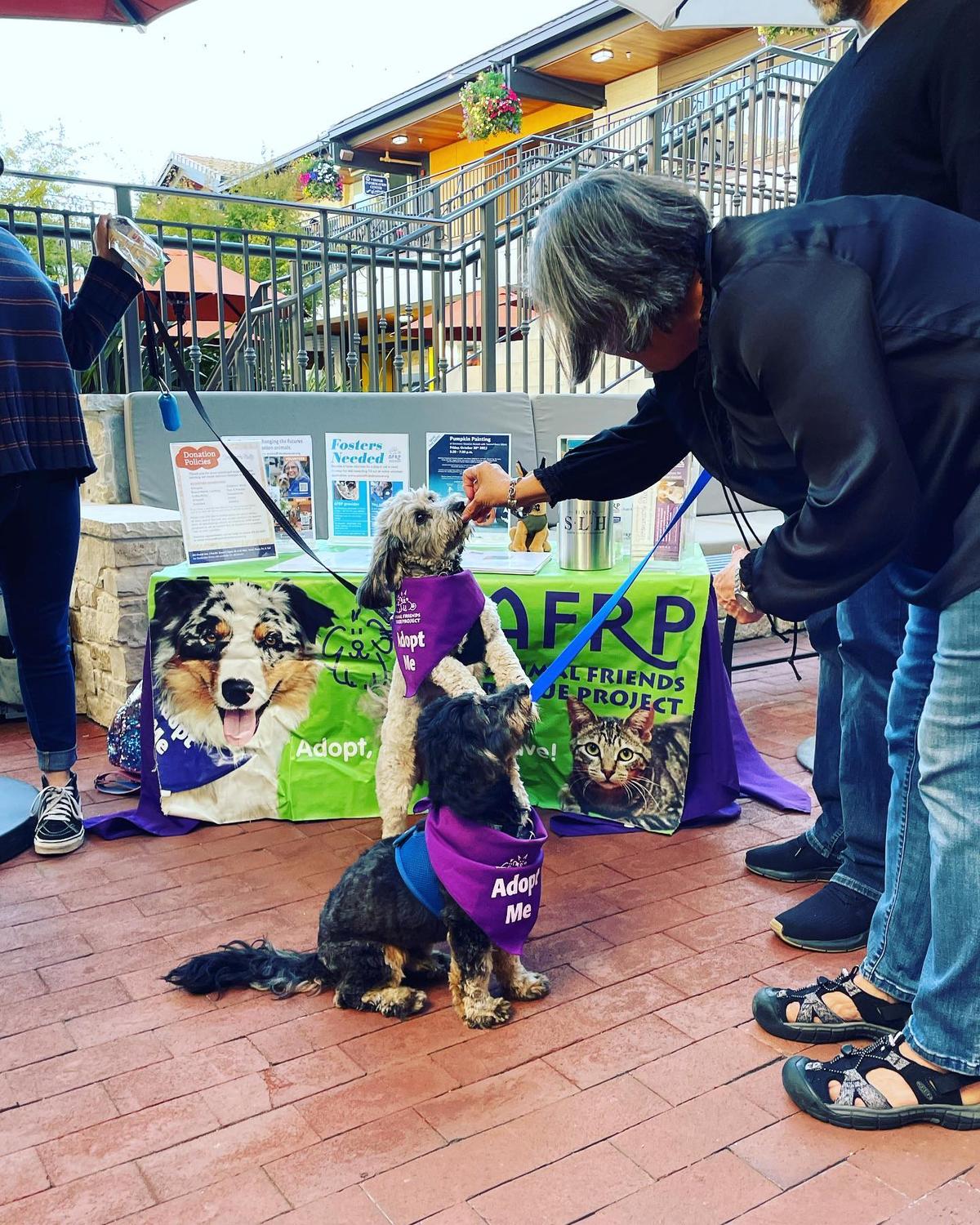 Animal Friends Rescue Project