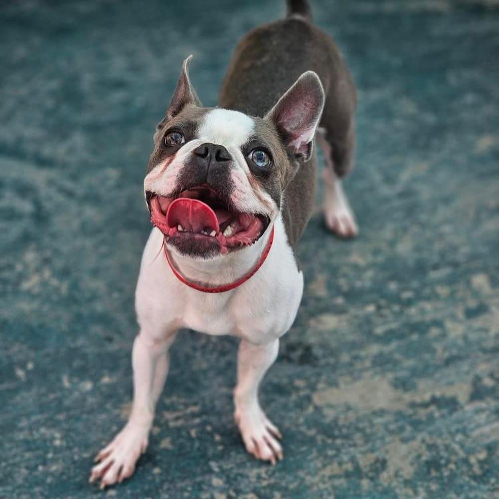 Pet Friendly Wag Hotels Santa Monica