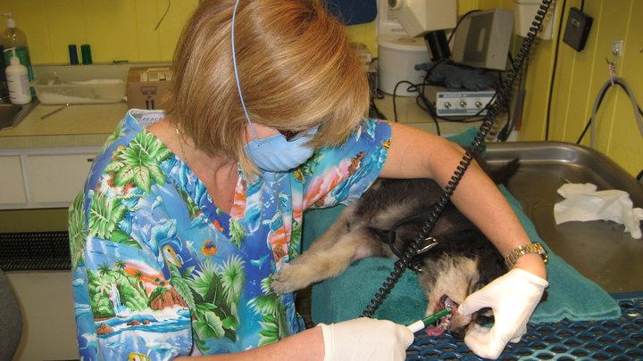 Pet Friendly Veterinary Medical Hospital Of Clearwater
