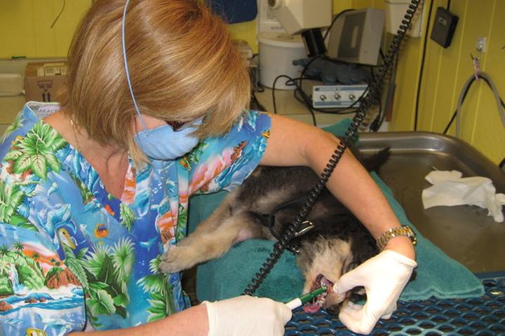 Pet Friendly Veterinary Medical Hospital Of Clearwater