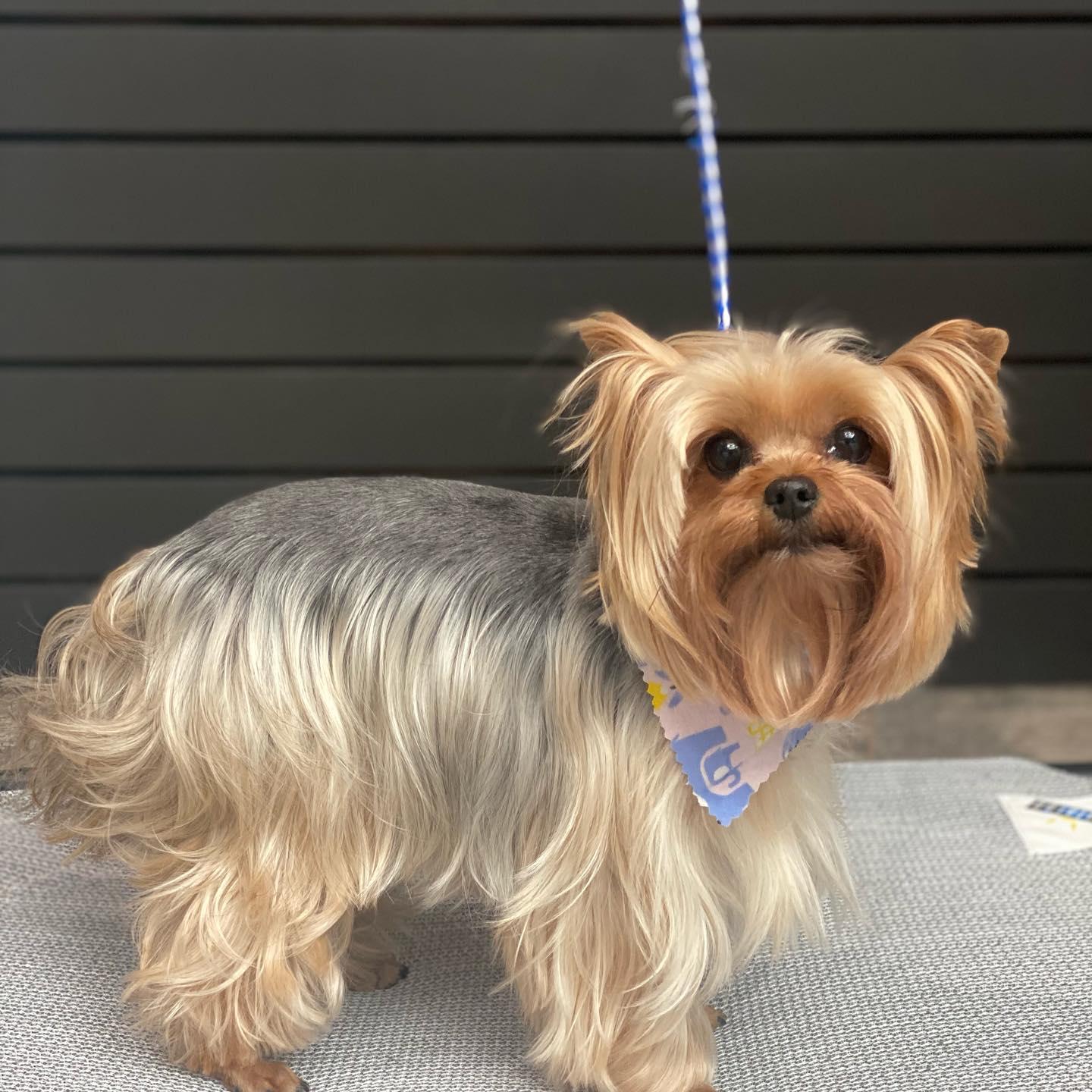 Pet Friendly Mobile Grooming by The Regal Beagle