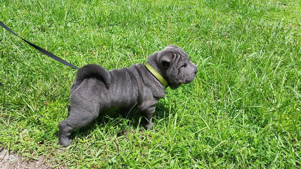 My Trusted Pet Sitter of Naples