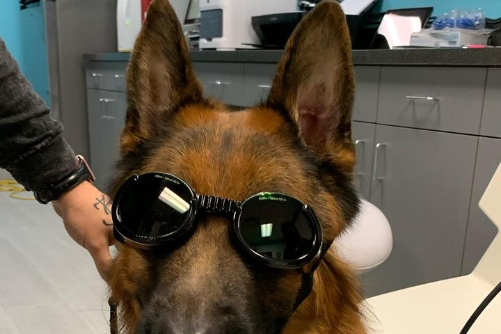 Directory of Veterinarians in Orlando, FL - BringFido Directory of Veterinarians in Orlando, FL - BringFido