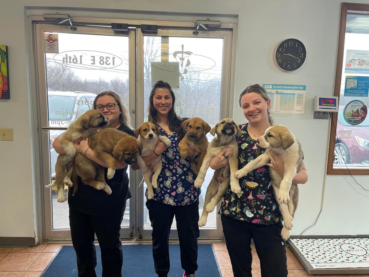 Animal Hospital of Bedford