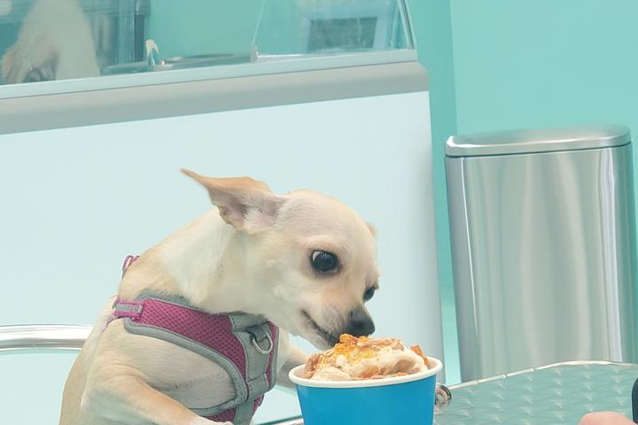 Pet Friendly Salty Paws Doggie Ice Cream Shop