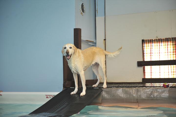 Pet Friendly Healing Waters Canine Experience