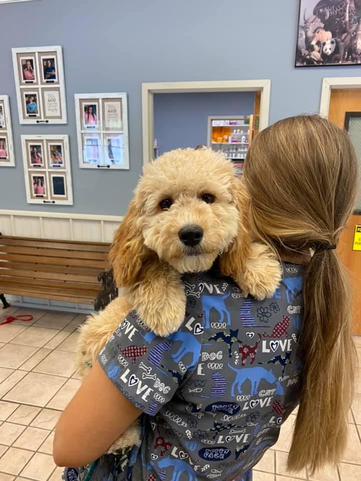 Volunteer Veterinary Clinic