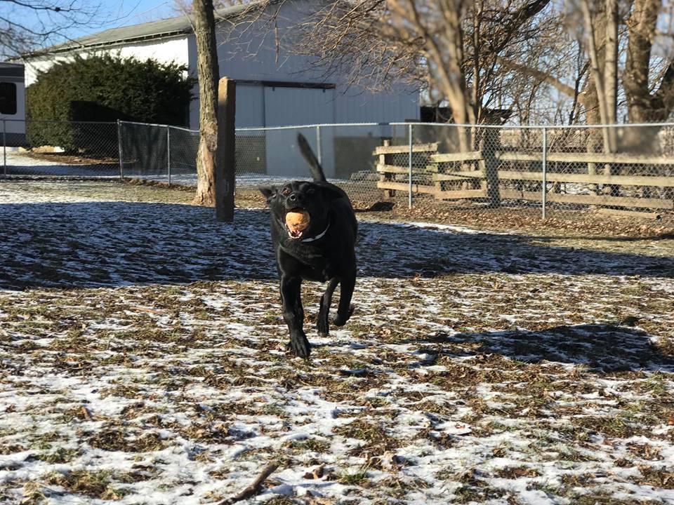 Pet Friendly Meyers Tails Up Farm