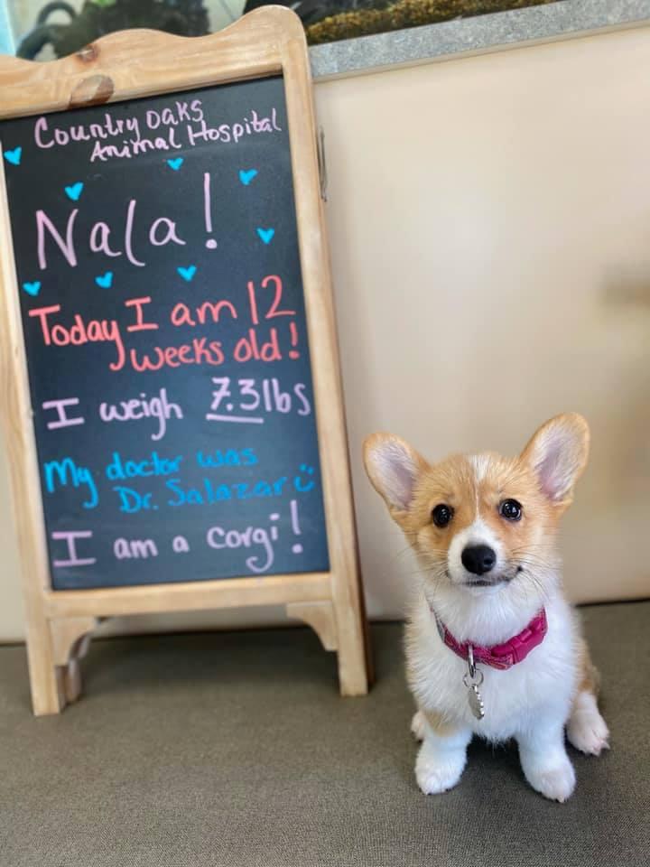 Pet Friendly Country Oaks Animal Hospital