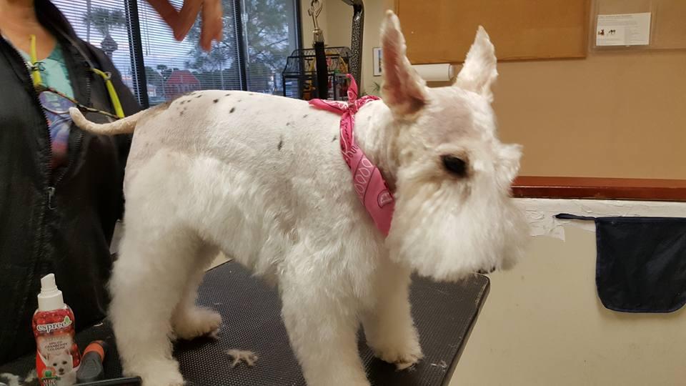 all pets grooming naples fl