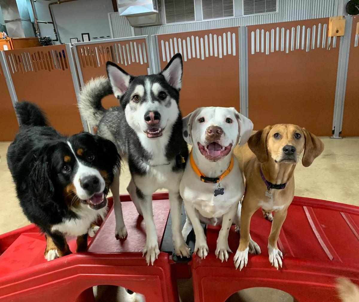 Dog daycare hot sale near disneyland