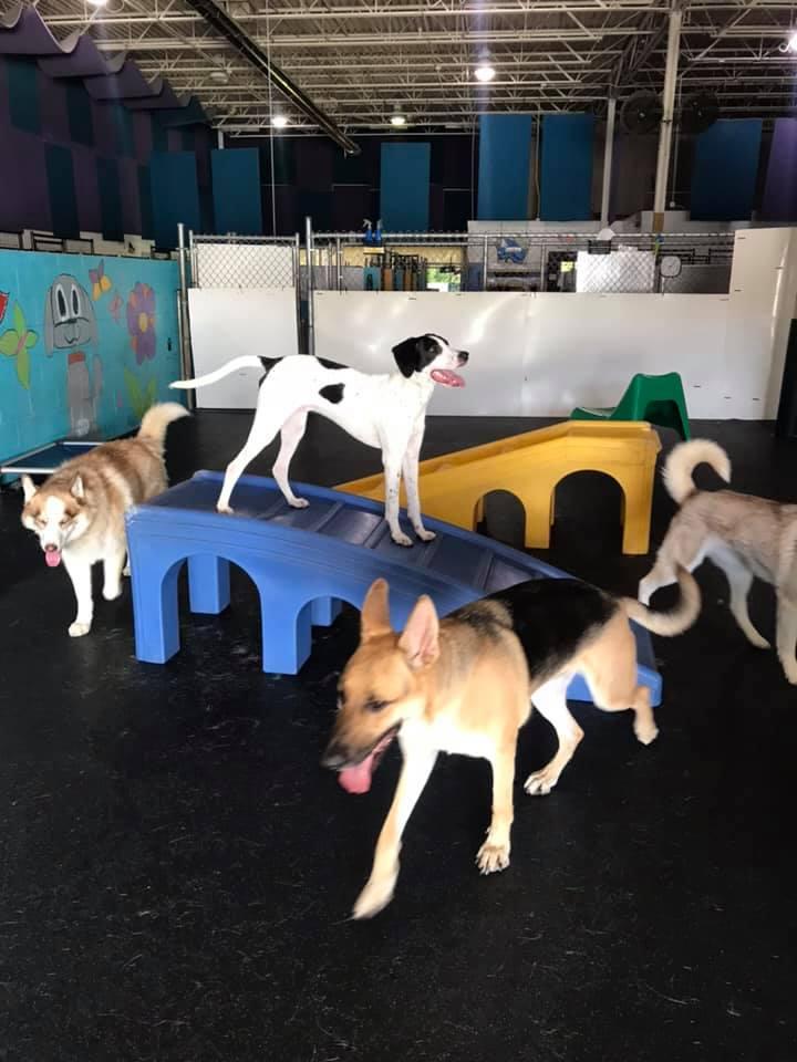 Directory of Doggie Daycare Boarding in Michigan BringFido