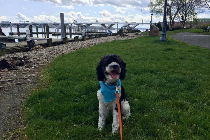 Pet Friendly Canine Connections Dog Walking LLC