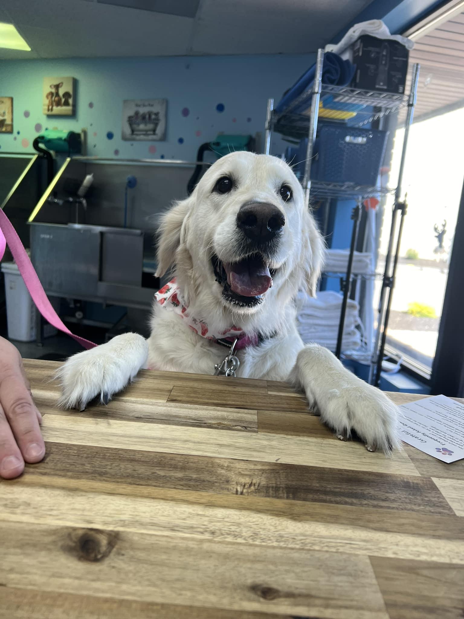 Pet Friendly Hound and Home