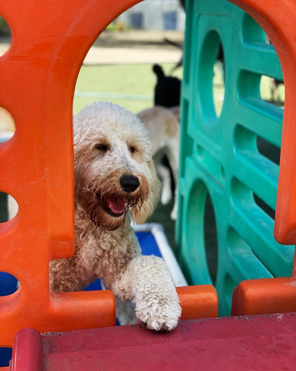 Directory of Doggie Daycare Boarding in Santa Cruz CA BringFido