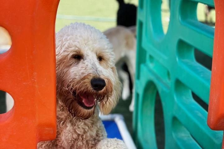 Pet Friendly Bed and Biscuits Groomingdales