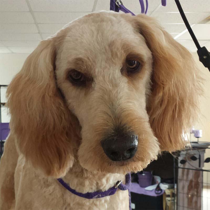 Pet Friendly Lather With Love Dog Groom and Spa