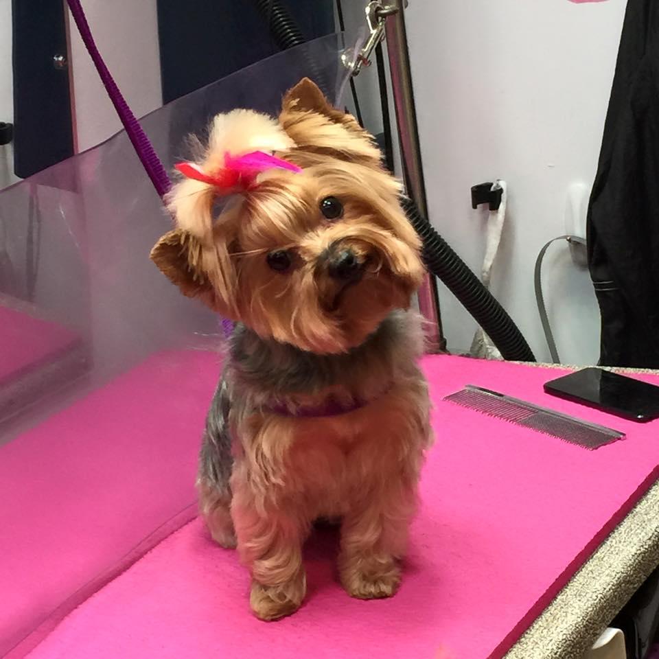 Pet Friendly Happy Dog Productions Mobile Grooming
