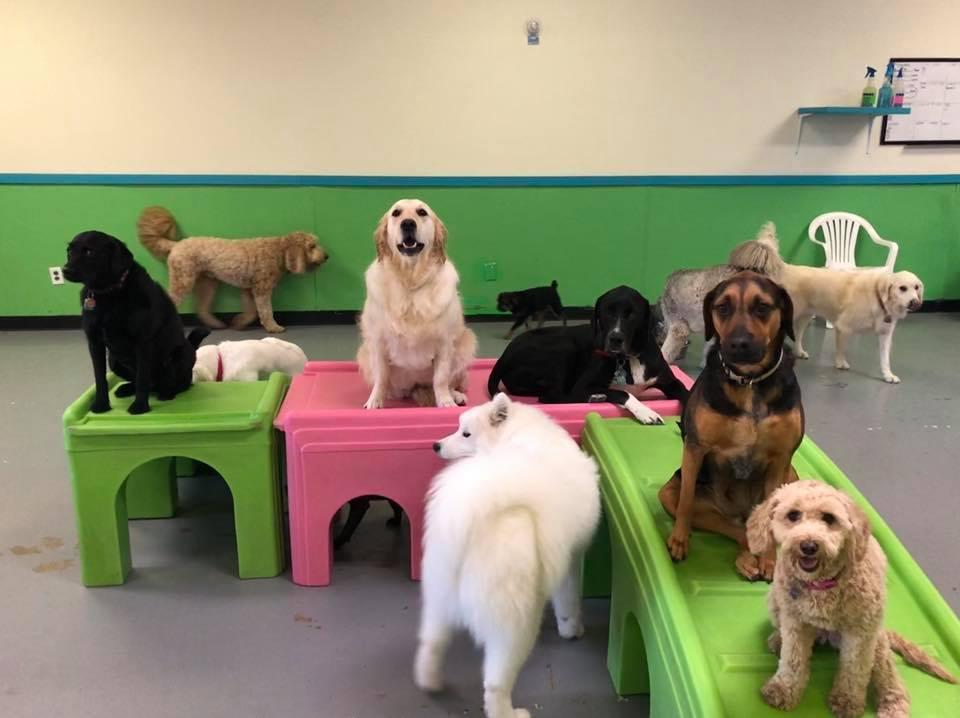 Augusta Dog Training and Daycare