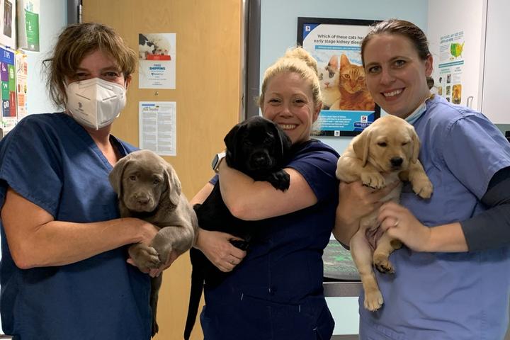 Pet Friendly Cape May Veterinary Hospital