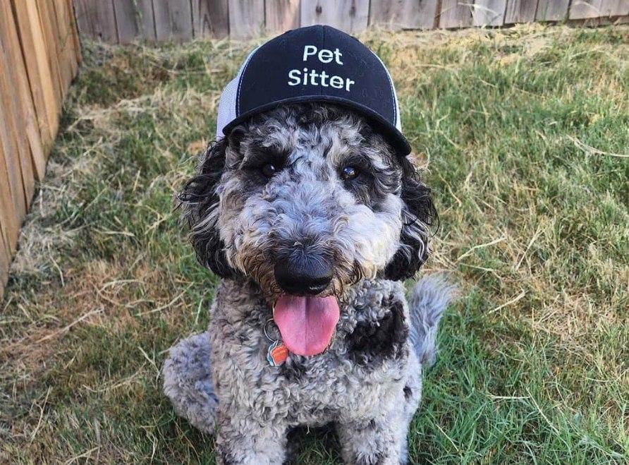 Dog sitter hot sale springfield