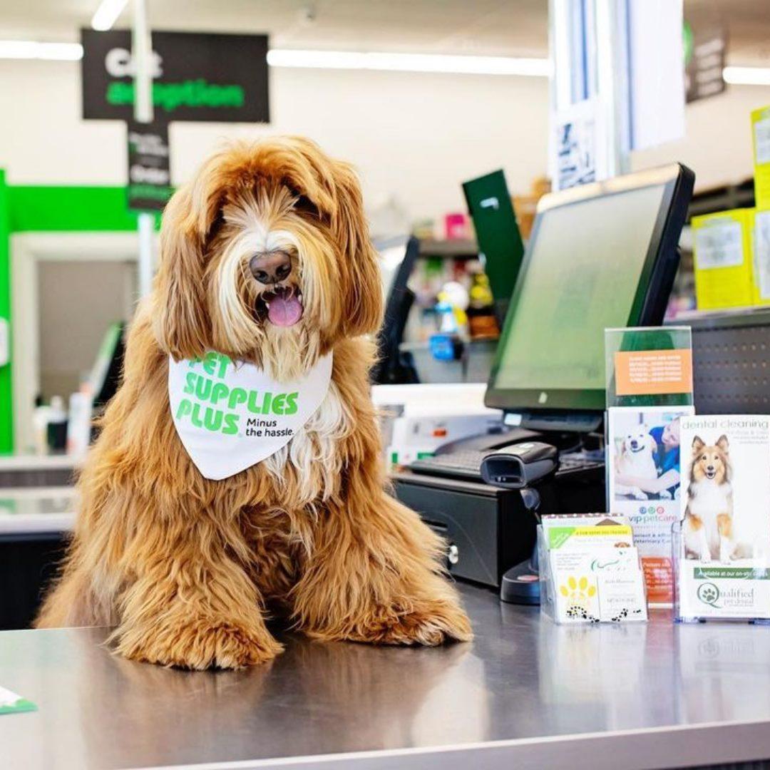 Directory of Pet Stores in Brownsburg IN BringFido