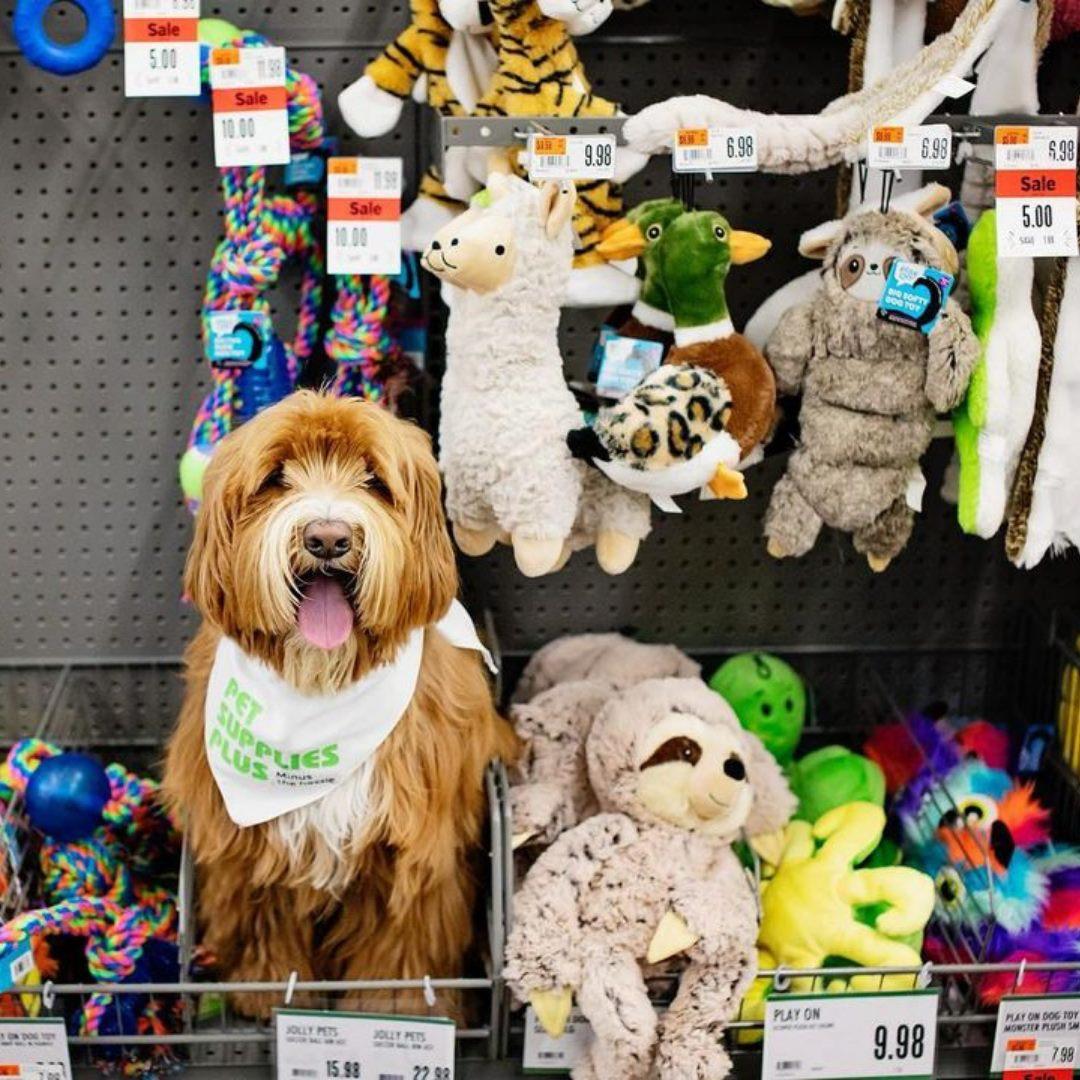 Pet supplies best sale plus dog toys
