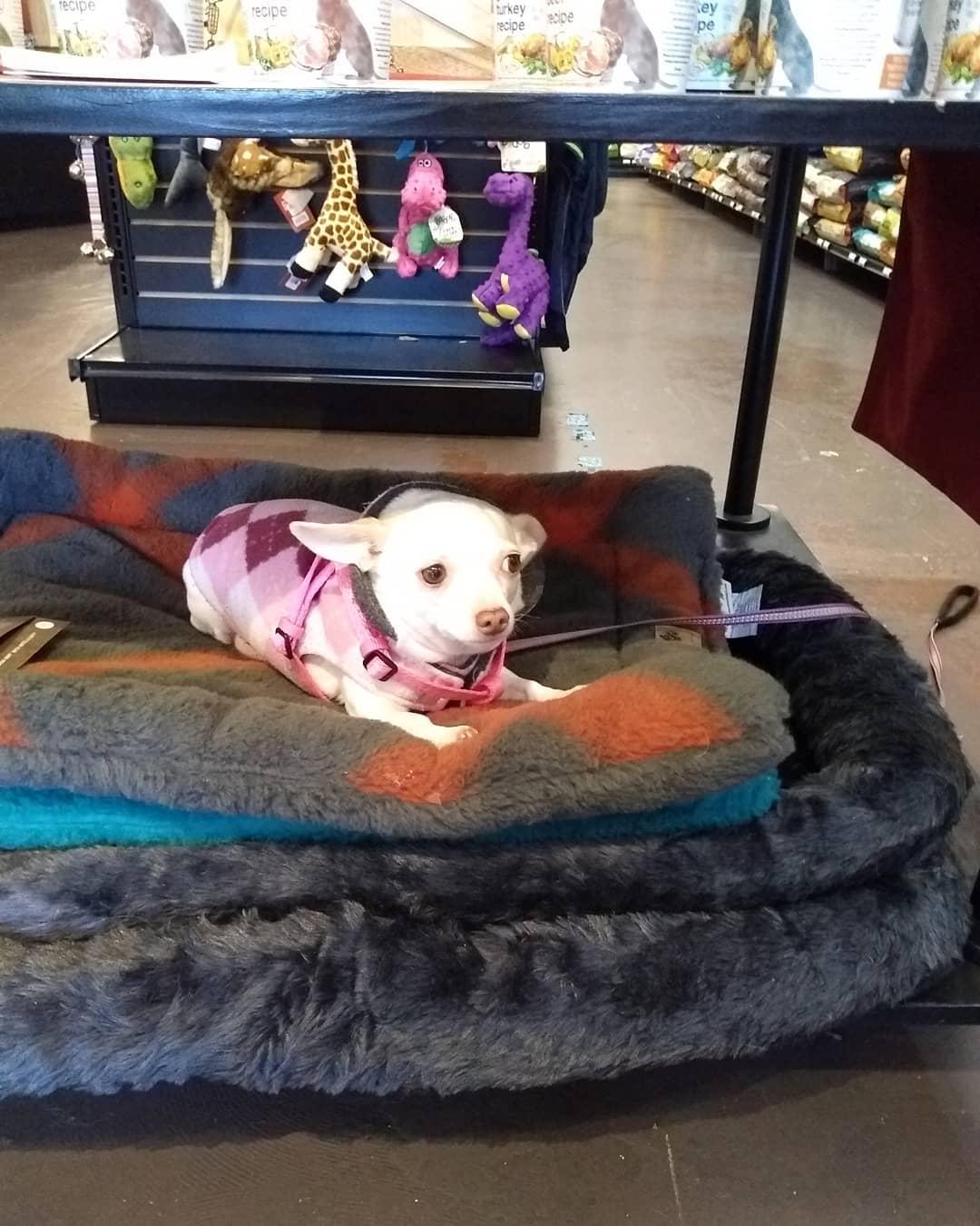 health mutt grooming