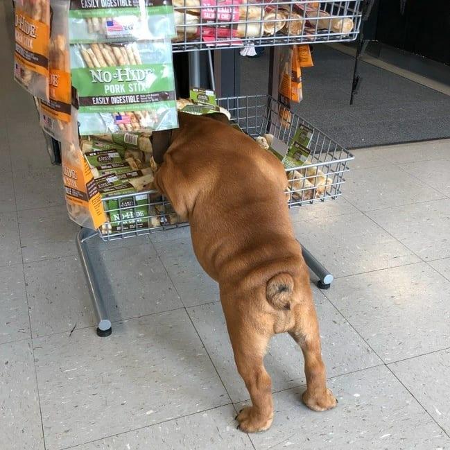 Directory Of Pet Stores In Nashville Tn Bringfido