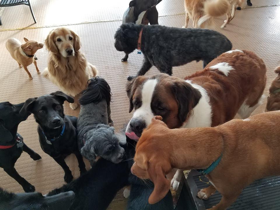 Pet Friendly The Muttley Crew