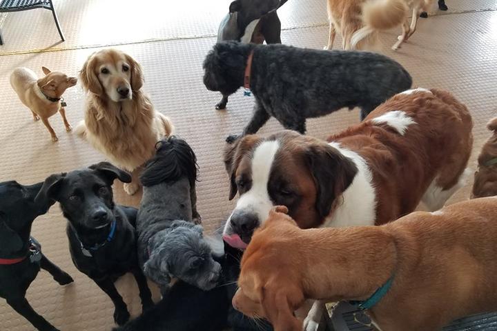 Pet Friendly The Muttley Crew