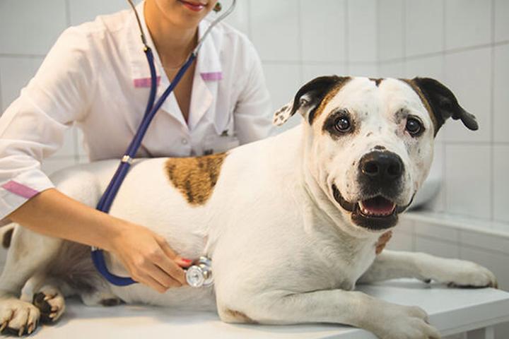 Pet Friendly Page Animal Hospital
