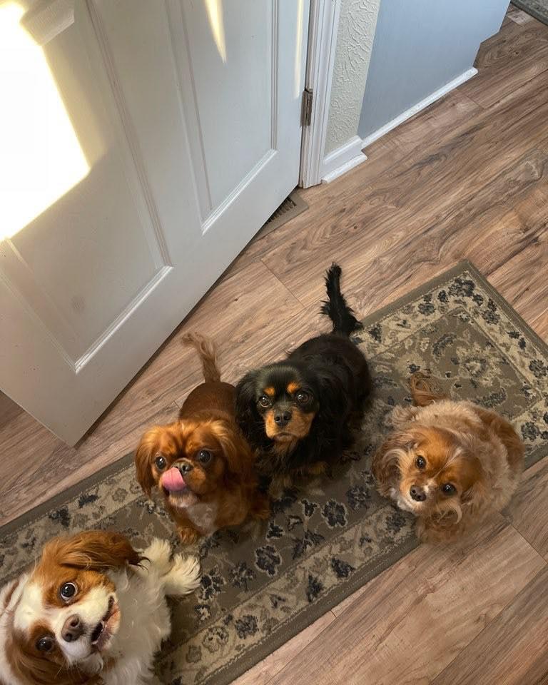 Red dog hot sale pet sitting