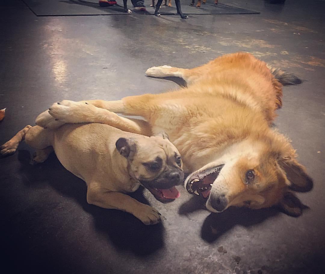 Directory Of Doggie Daycare Boarding In Boston Ma Bringfido