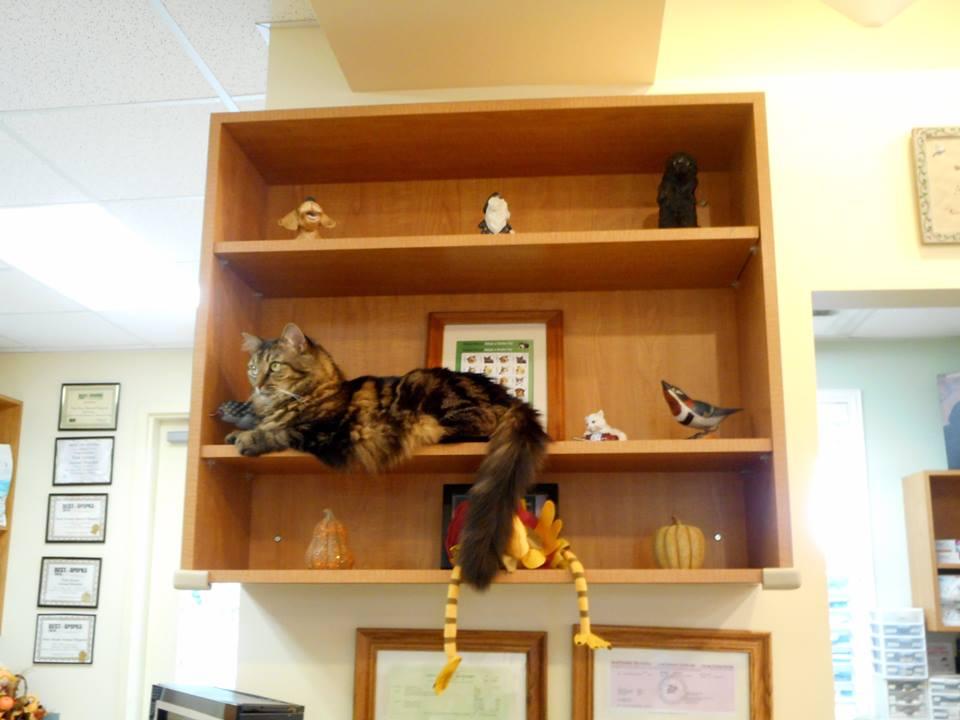 park avenue pet hospital