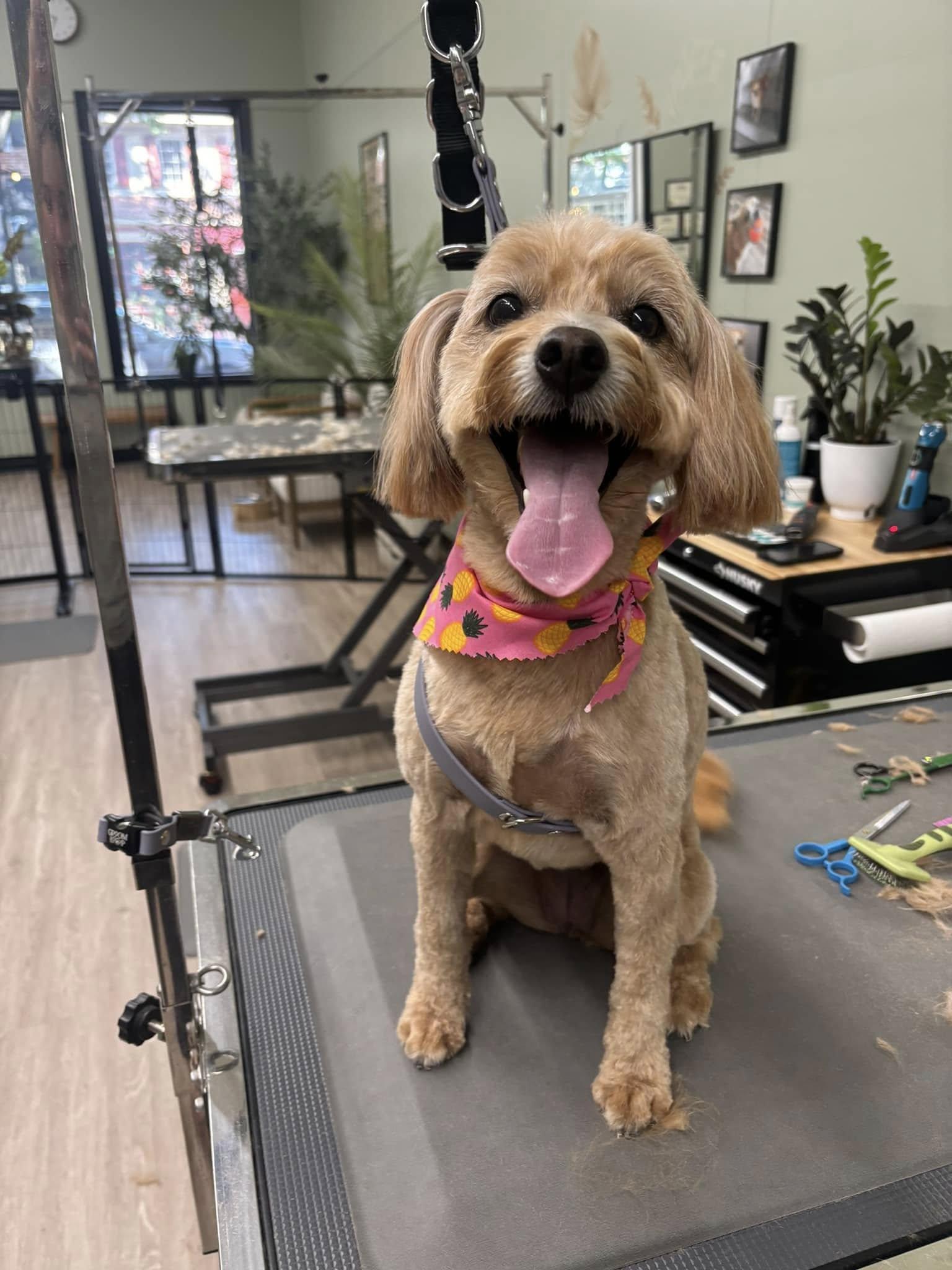 Pet Friendly Jurassic Bark