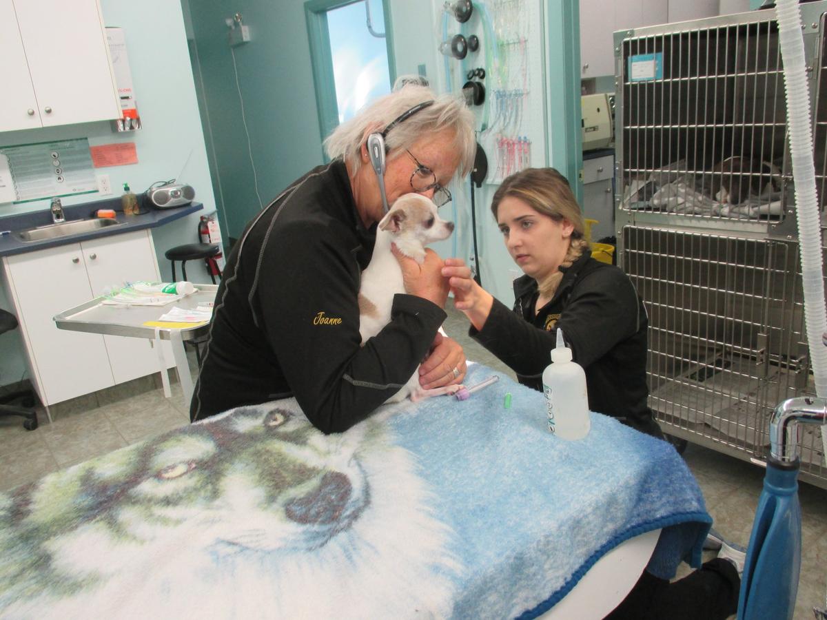 Mississippi Veterinary Services