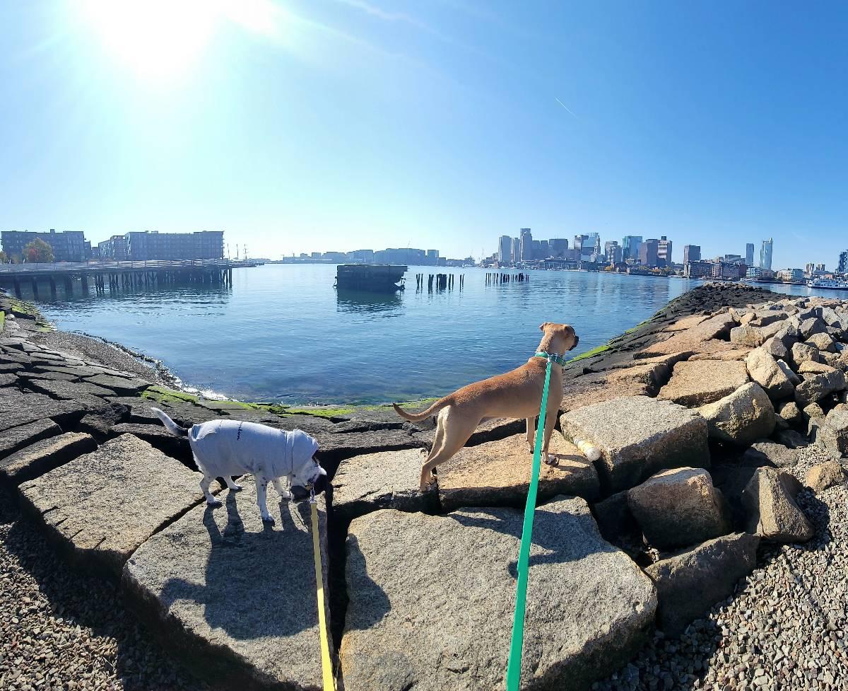 Boston's best 2024 dog walkers