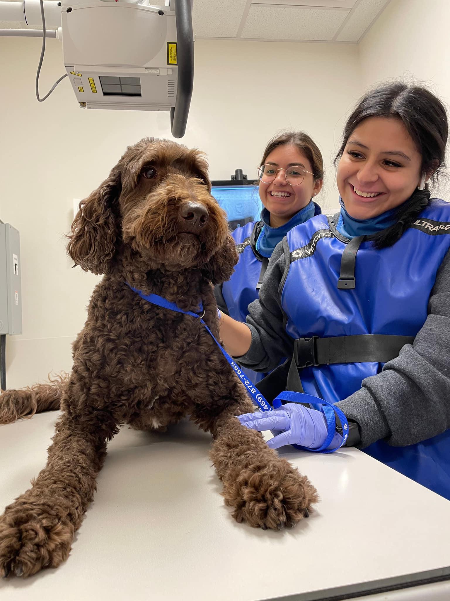 Pet Friendly Veterinary Emergency Group Anaheim