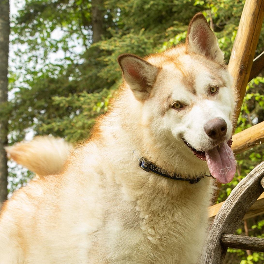 Friends of Pets Anchorage