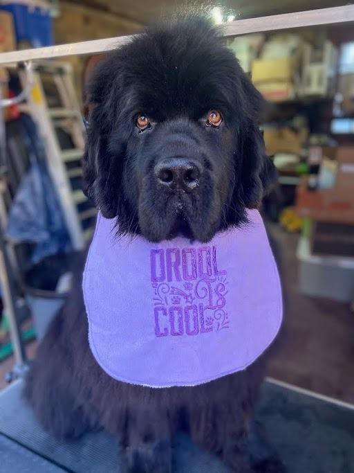 Pet Friendly National Newfoundland Rescue