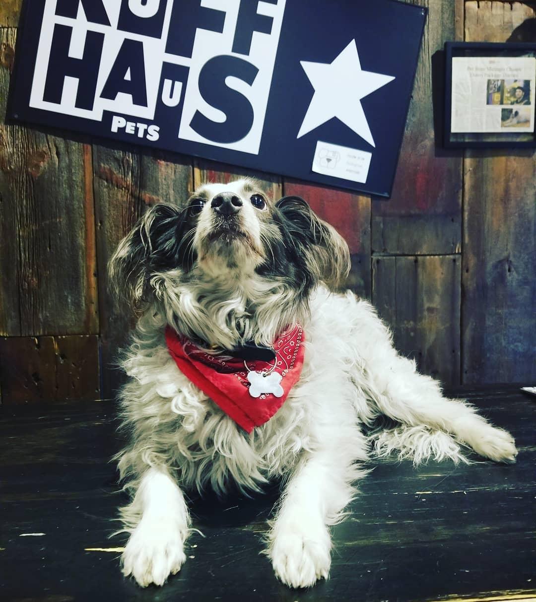 Pet Friendly Ruff Haus Pets