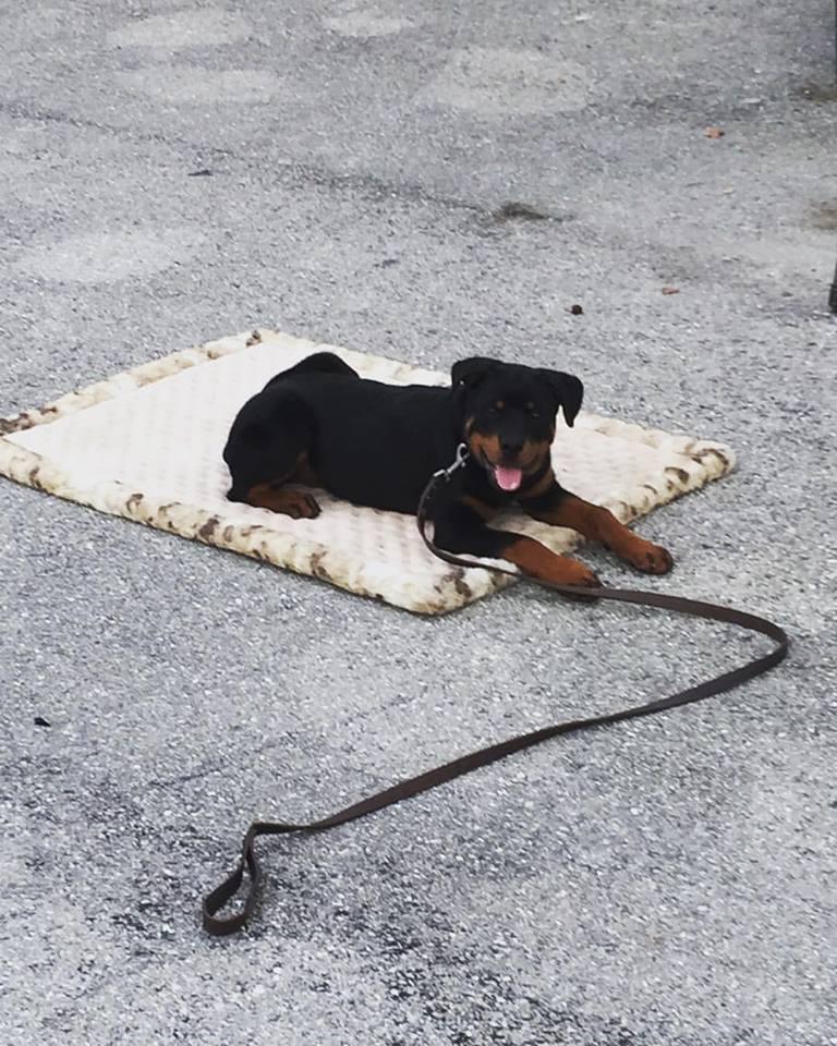 doggy bootcamp doggy bootcamp