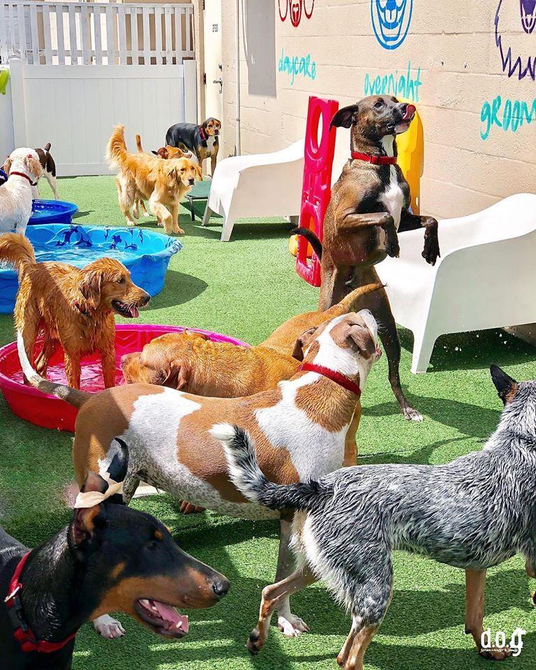 D.O.G. Fort Lauderdale