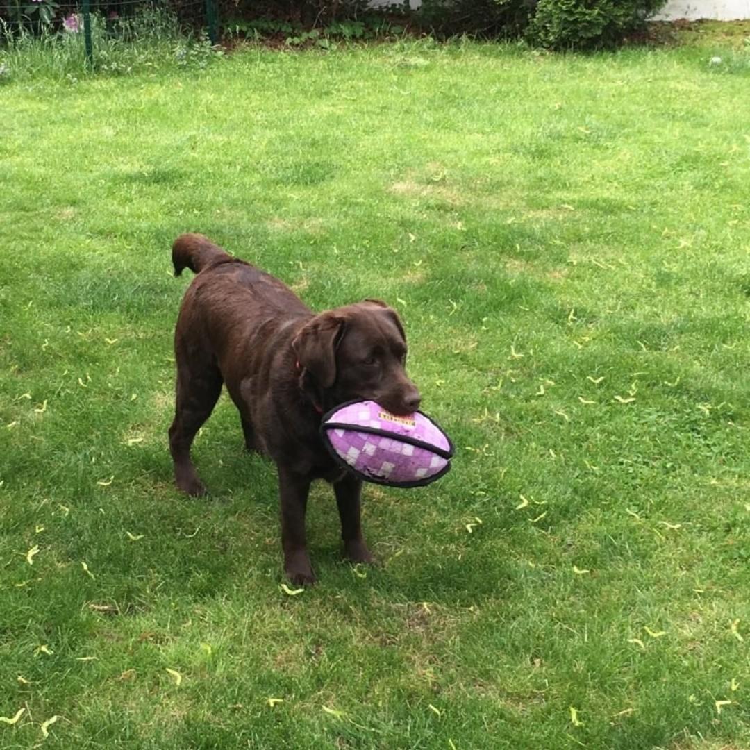 Pet Friendly Paws to Consider Dog Walkers Newton