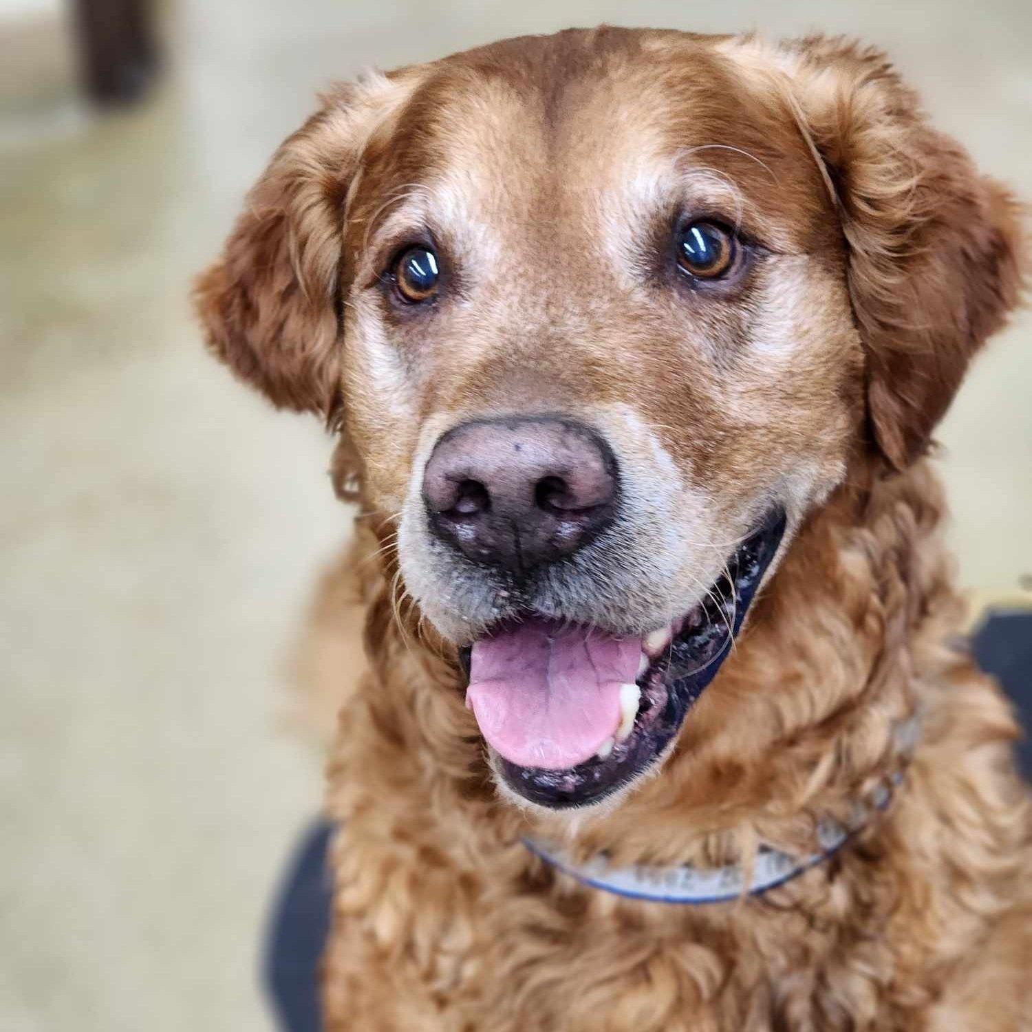 Pet Friendly Saratoga Veterinary Hospital