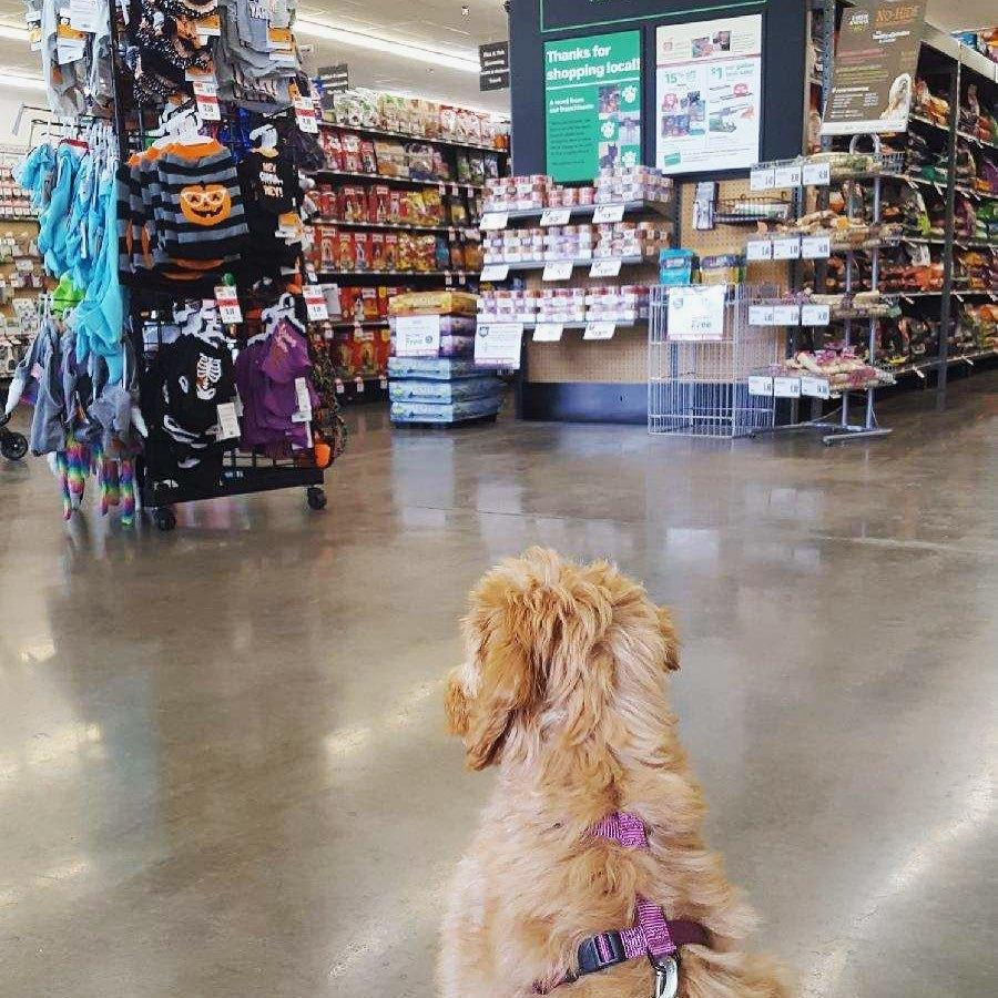 Pet Supplies Plus