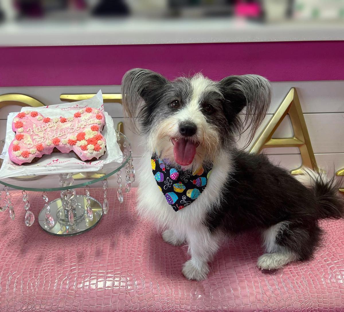 Woof Gang Bakery Grooming South Tampa