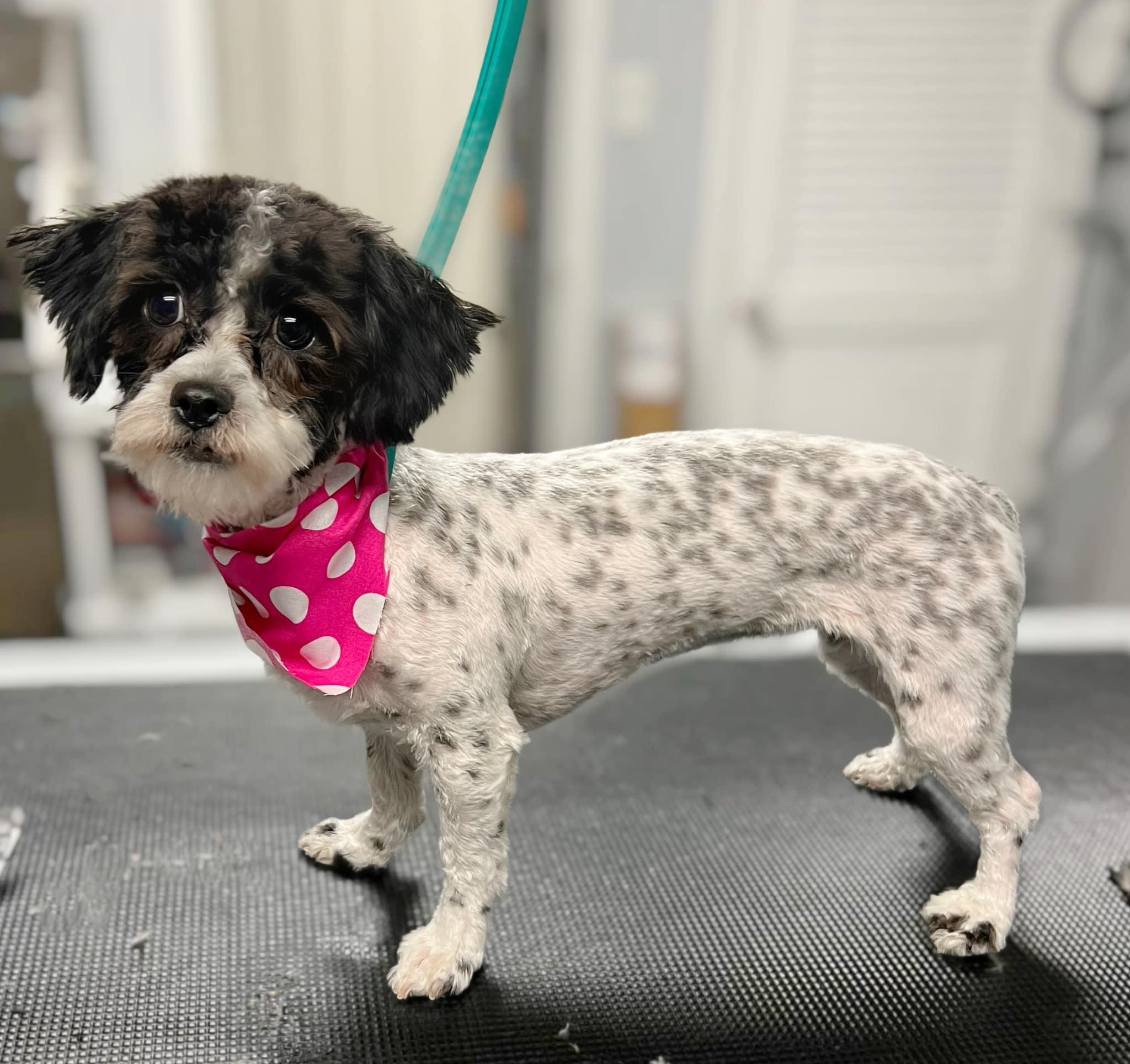 Pet Friendly Groovy Paws Grooming